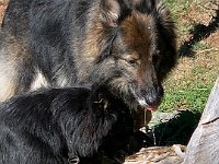 Shani und Gitan